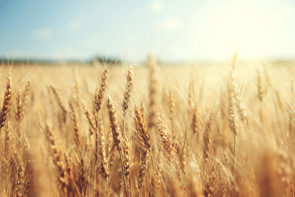 Wheat in a field