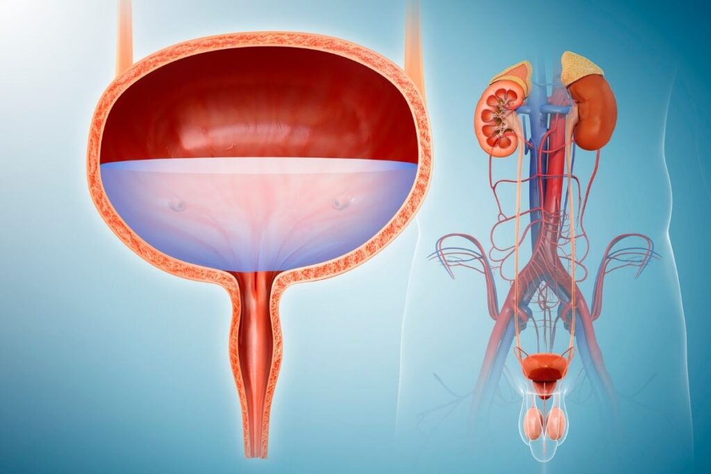 Are Bladder Problems Common in People With IBS?