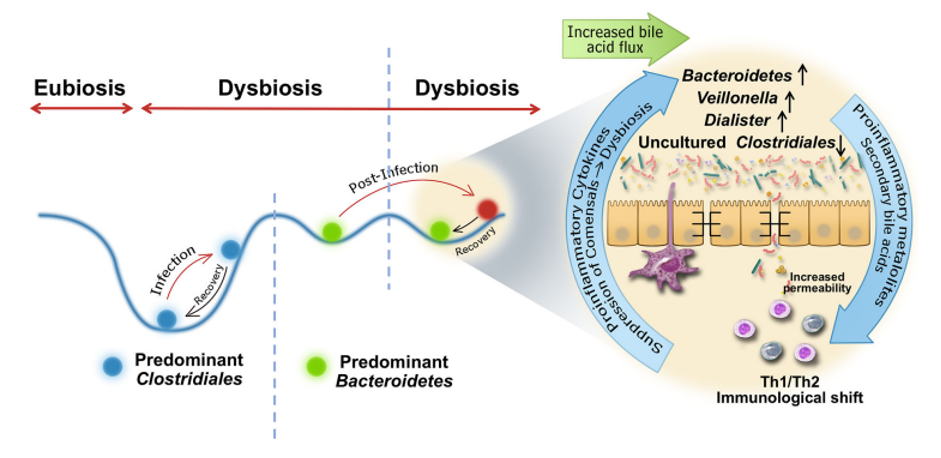 IBS after Infection