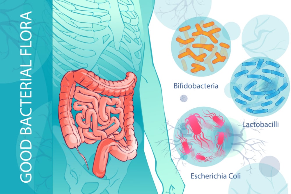 Bifidobacteria